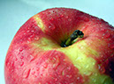 food%20(89)