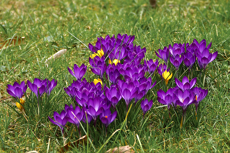 IMGP2093_X800