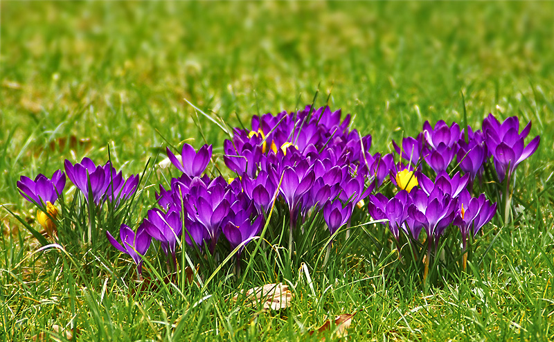 IMGP2094_X800
