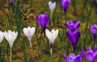 IMGP2087_X800